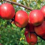 পরীক্ষামূলক আপেল চাষে সফল পিরোজপুরের প্রণব