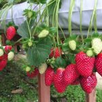 স্ট্রবেরিতে ৬ লাখ টাকা আয়ের আশা ইব্রাহিমের