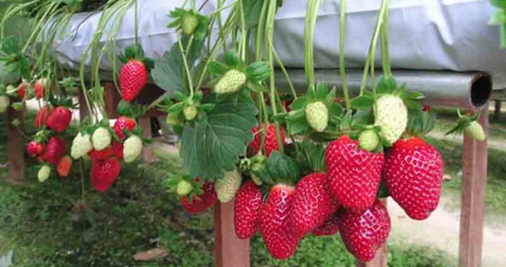 স্ট্রবেরিতে ৬ লাখ টাকা আয়ের আশা ইব্রাহিমের
