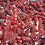 স্ট্রবেরি জাতের ভুট্টা চাষে চমকে দিয়েছেন আব্দুস ছাত্তার