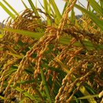 ব্রি উদ্ভাবিত নতুন জাত ও প্রযুক্তি