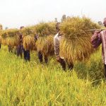 ধানের কাইচ থোড় পর্যায়ে চাষিদের কী করণীয়