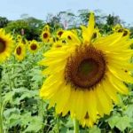 লবণাক্ত জমিতে সূর্যমুখী চাষে সফল কৃষকরা