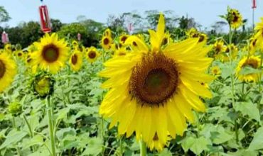 লবণাক্ত জমিতে সূর্যমুখী চাষে সফল কৃষকরা