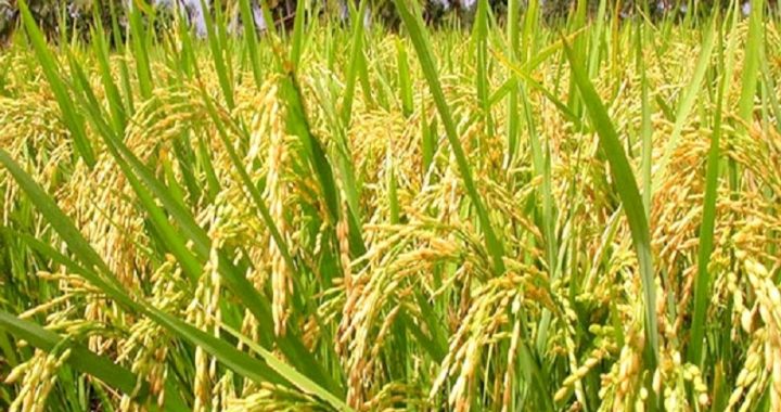 আমন ধানের ফলন বৃদ্ধিতে করণীয়