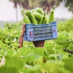 নিরাপদ খাদ্য ও পুষ্টি নিরাপত্তা