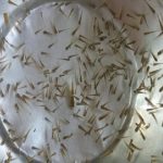 সুস্থ ও দুর্বল মাছের পোনা বাছাই পদ্ধতি