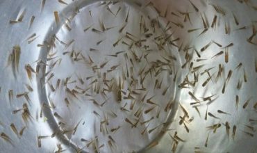 সুস্থ ও দুর্বল মাছের পোনা বাছাই পদ্ধতি